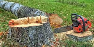 Professional Tree Services in Lake Riverside, CA