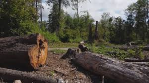 Best Hazardous Tree Removal  in Lake Riverside, CA