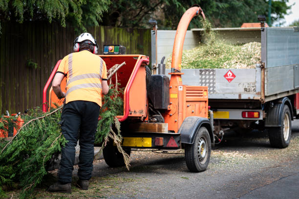 Best Commercial Tree Services  in Lake Riverside, CA